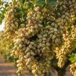 PISTACHIO